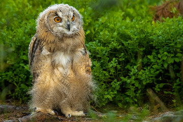 Young Siberian eagle owl (Bubo bubo sibiricus) in a pine forest at sunrise.