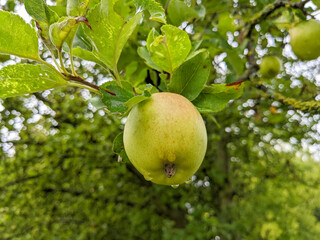 Ripe apple on a tree branch in autumn rain