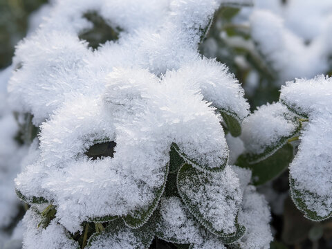 Sage herb leaves under snowflakes frozen over in early winter