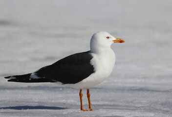 Lesser black-backed gull