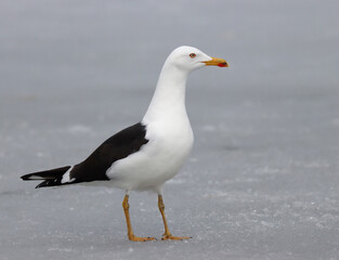 Fototapeta na wymiar Lesser black-backed gull
