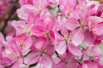 Fototapeta na wymiar A branch of apple tree with pink flowers. Flowering apple tree in spring. Blossoming apple with soft focus.