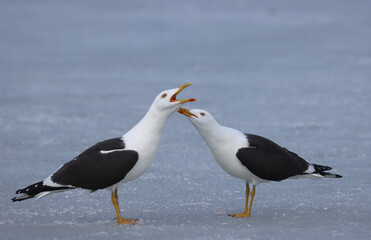 Lesser black-backed gull