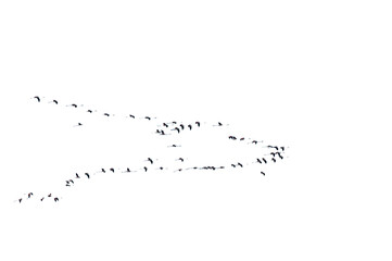 a flock of flying herons on a transparent background	