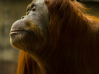 male Orangutan photo close-up colour
