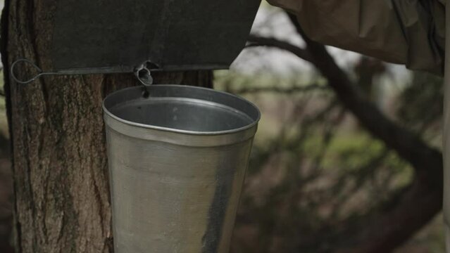 Maple syrup making with tap and bucket on tree for sugar water (4k 24fps)