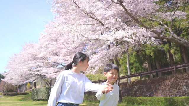 桜の下を手を繋いで歩く男の子と女の子