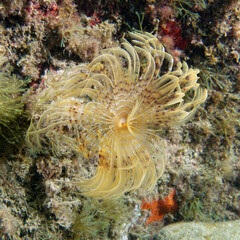 Naklejka na ściany i meble Spiral tube-worm (Sabella spallanzanii) in Mediterranean Sea