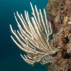White gorgonian (Eunicella singularis) in Mediterranean Sea