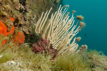 White gorgonian (Eunicella singularis) in Mediterranean Sea