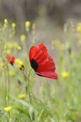 blooming red poppies in the field