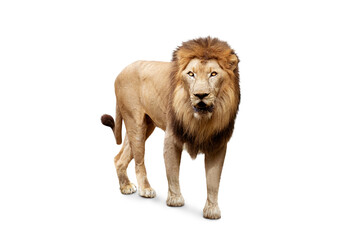 Side view of walking lion isolated on transparent background with clipping path, single lion with clipping path and alpha channel for both printing and web pages. 