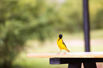 Wild Life By Alok Sheth