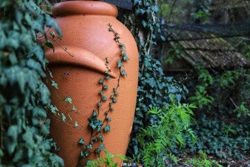 Ecological garden. Rainwater tank. Ivy. Water tanks connected to the gutter. Ecology, rainwater,...