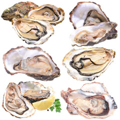 Oysters with lemon isolated