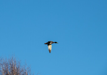 beautiful bird in the spring against the blue sky in search of food