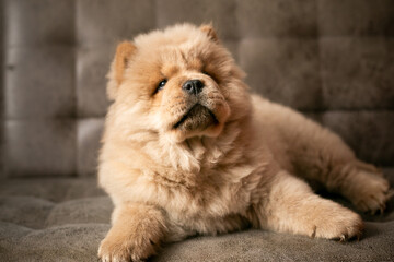 The chow chow puppy is lying on the couch. Purebred tsimtovy color dog chow-chow
