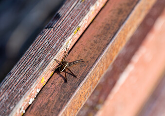 black and brown spider on a wooden board close-up