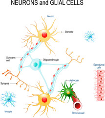 Neurons and glial cells (Neuroglia) in brain (oligodendrocyte, microglia, astrocytes and Schwann cells), ependymal cells (ependymocytes) - obrazy, fototapety, plakaty