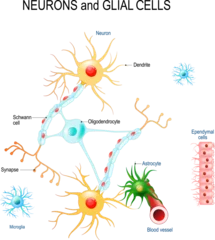 Fotobehang Neurons and glial cells (Neuroglia) in brain (oligodendrocyte, microglia, astrocytes and Schwann cells), ependymal cells (ependymocytes) © designua