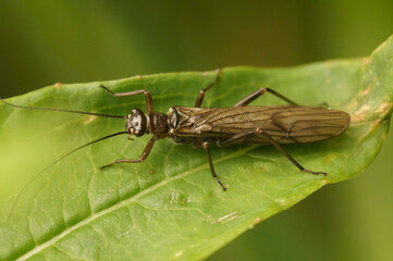 Full body closeup on a spring stonefly, Nemoura cinerea , sitting on a green leaf