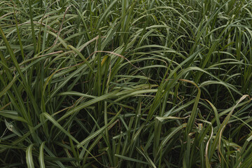 Green grass field pattern. Minimal natural background