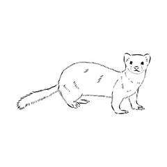 Drawing of ferret, vector illustration isolated on white. mink animal, vector sketch illustration