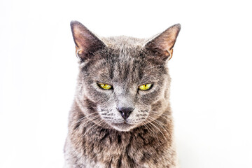 beautiful gray Burmese cat on a light background