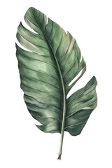 Tropical houseplant leaf on transparent background.  Generative AI illustration