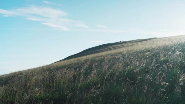 Blooming Feather Grass Sways In The Summer Breeze On The Mountain In Lovund, Norway. Static Shot