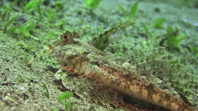 Orange and black dragonet crawls over sandy bottom foraging. Medium to close-up shot of front body parts during daylight.