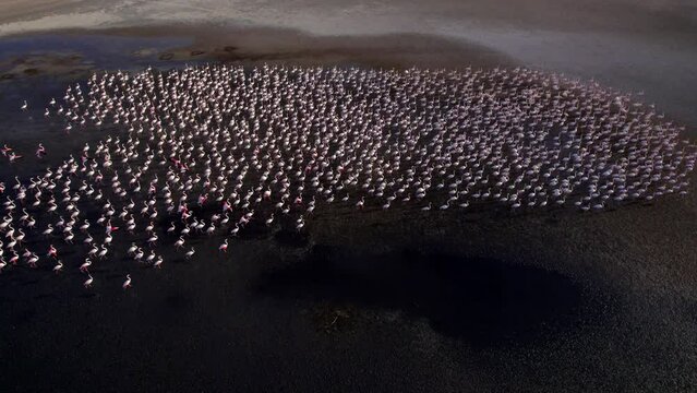 Aerial view of big herd of flamingos walking on a dry lagoon in Spain
