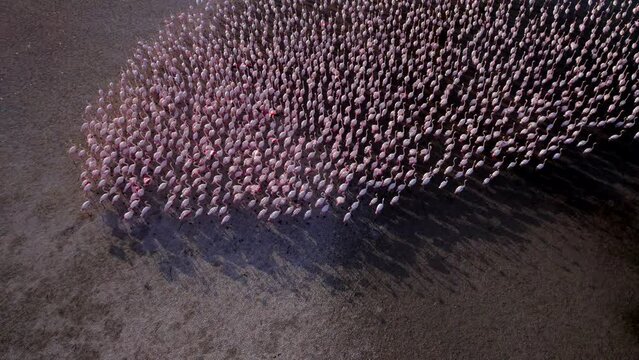 Awesome aerial tilt up view of big herd of flamingos moving in unison in dry terrain at sunset