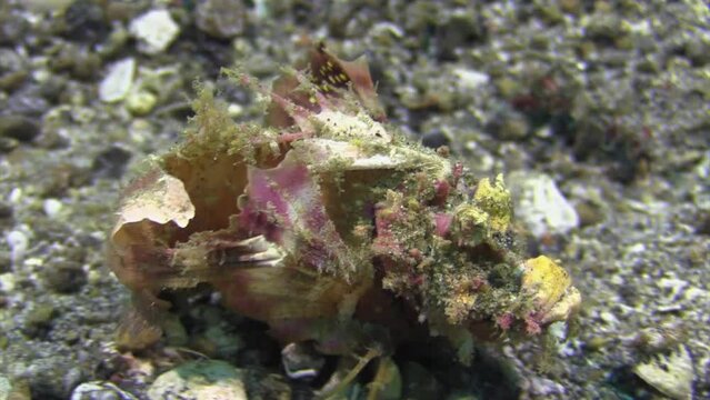Spiny devilfish walks left to right over ground using claw-like pectoral fins like legs