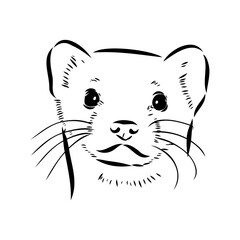 Drawing of ferret, vector illustration isolated on white. mink animal, vector sketch illustration