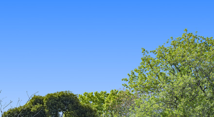 春、新緑の森の木々の上の晴天の青空　旅行・観光・祝日・アウトドア・子供の日のイメージ