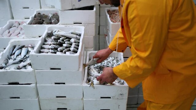 Fish monger fisherman organizes and places frozen fish in crate preparing for market