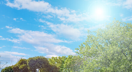 Obraz premium 春、新緑の森の木々の上の晴天の青空 旅行・観光・祝日・アウトドア・子供の日のイメージ