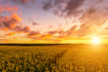 Fototapeta na wymiar Agricultural flowering rapeseed field at sunset or sunrise.