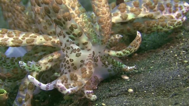 nudibranch phyllodesmium longirrigum aka solar-powered phyllodesmium. This species contains photosynthetic zooxanthellae which allow it to draw energy from sunlight. Close-up shot front view