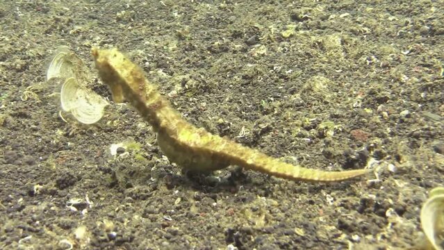 pregnant male seahorse moving over sandy bottom in inso-pacific. swollen belly indicates that it is going to give birth soon. close-up shot showing all body parts. Side view