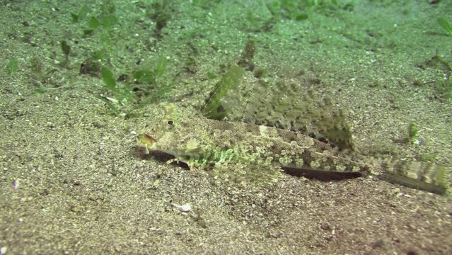 Orange and black dragonet crawls over sandy bottom foraging. Medium to close-up shot during daylight showing all body parts.