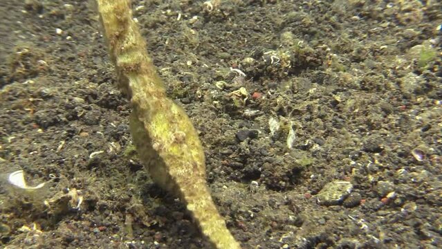 pregnant male seahorse moving over sandy bottom in inso-pacific. swollen belly indicates that it is going to give birth soon.  close-up shot of belly