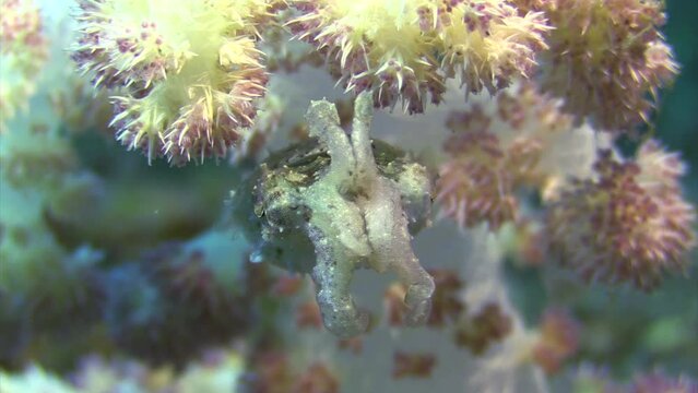 Dwarf cuttlefish perfectly camouflaged by a matching color white soft coral. Close-up shot of cuttlefish tentacles facing camera, then turning around