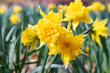Poster Blooming daffodil at Estate De Braak in Paterwolde Municipality Tynaarlo in Drenthe The Netherlands © HildaWeges
