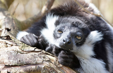 Endemic Black-and-white ruffed lemur