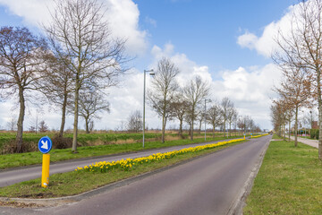 Daffodil beside the road in Eelderwolde municipality Tynaarlo in Dfrenthe The Netherlands