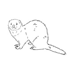 Drawing of ferret, vector illustration isolated on white. mink animal, vector sketch illustration