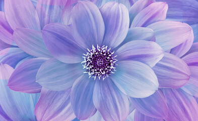 Flower  dahlia  close up.   Macro photo.  Floral  purple background.  Nature.
