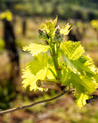 Drops of sap on vine branches in spring. Agriculture.